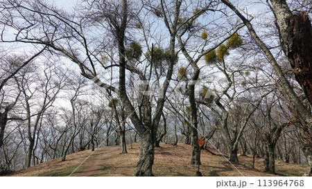 光城山のヤドリギ 光城山のヤドリギ 113964768