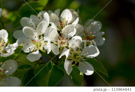 White flowers of a pear tree in the spring garden. Spring seasonal floral background with soft pear flowers. White flowers of a pear tree in the spring garden. Spring seasonal floral background with soft pear flowers. 113964841