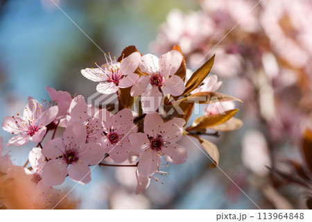 Beautiful pink flowers of bloom plum tree against evening sunset light and blurred bokeh. Spring seasonal floral background. Plum blossoming close up. 113964848
