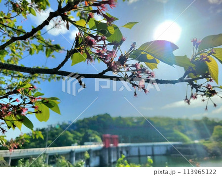 桜の終わりに写る景色 桜の終わりに写る景色 113965122