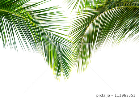 Coconut palm leaves isolated on white background 113965353
