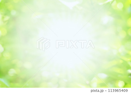 新緑 木漏れ日 新緑 木漏れ日 113965409