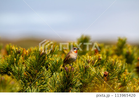 ノゴマ ノゴマ 113965420