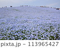 ネモフィラの丘に咲くネモフィラ 113965427
