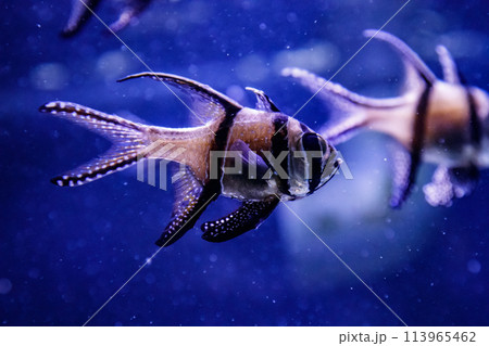 macro fish Pterapogon kauderni (Apogonidae) 113965462