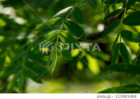 Beautiful spring leaves of trees in the sun's rays macro 113965468
