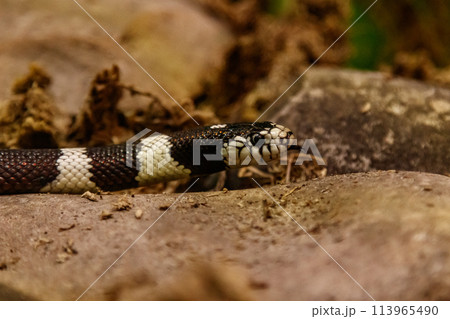 snake lampropeltis getula californiae 113965490