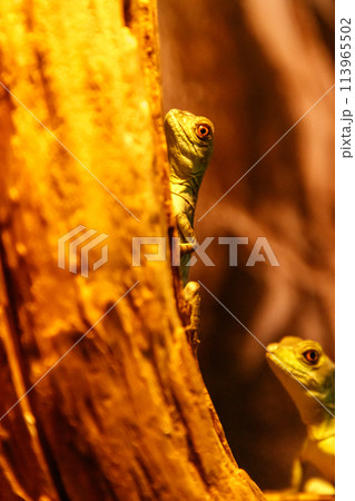 Lizard Basiliscus Plumifrons, green crested basilisk 113965502