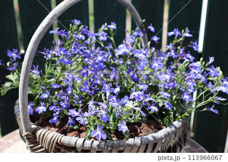 青色の小花ロベリアをバスケットに植える 113966067