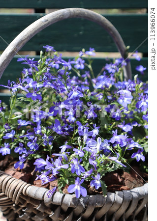 かごに植えた青い小花のロベリア 113966074