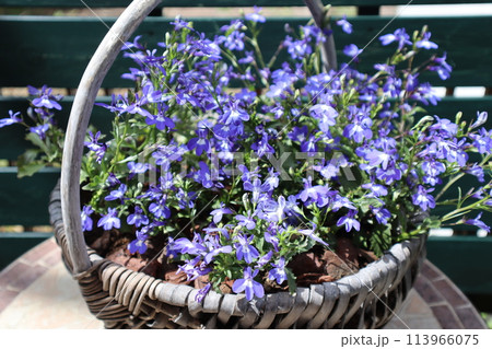 かごに植えた青い小花のロベリア 113966075