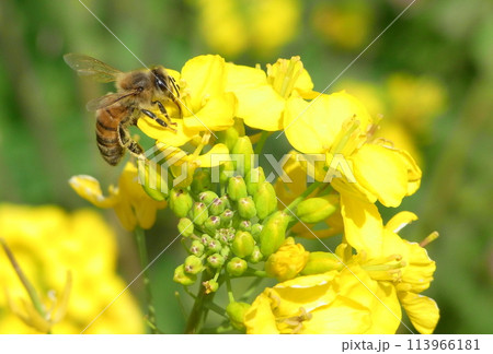 ブンブンブン菜の花 113966181