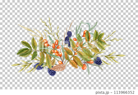 Autumn floral composition. Rowan leaves, blackberry, sea buckthorn. Harvesting. Spikelet among wild berries, forest leaves. Watercolor illustration for postcards, banner, label 113966352