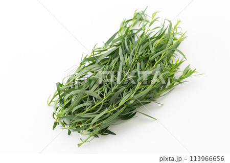 白バックのフレンチタラゴン 113966656