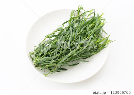 白バックのフレンチタラゴン 113966760