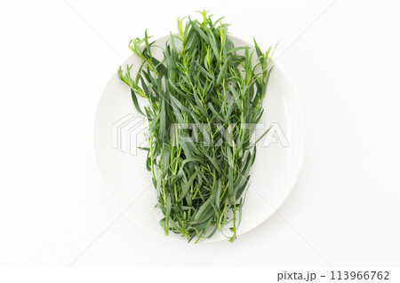 白バックのフレンチタラゴン 白バックのフレンチタラゴン 113966762