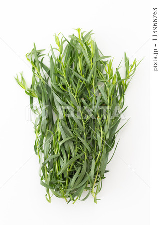 白バックのフレンチタラゴン 113966763