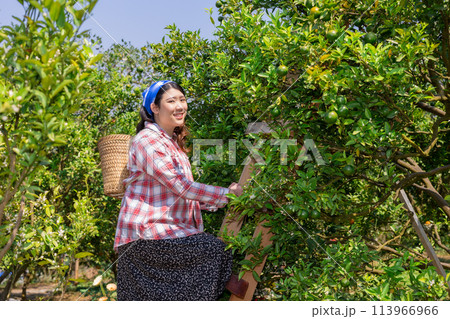 happy women in orange farm. countryside asian female working in organic agriculture farming orange fruit tree. 113966966