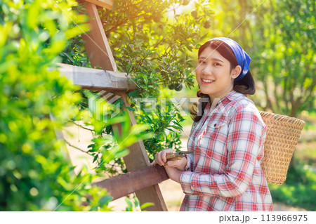 happy women in orange farm. countryside asian female working in organic agriculture farming orange fruit tree. happy women in orange farm. countryside asian female working in organic agriculture farming orange fruit tree. 113966975