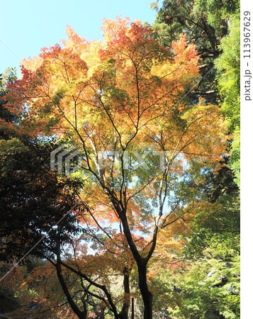 輝く紅葉 輝く紅葉 113967629