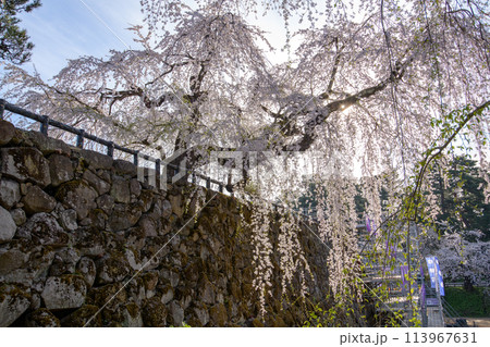 朝日を受け光り輝く御滝桜 弘前城 青森県 朝日を受け光り輝く御滝桜 弘前城 青森県 113967631