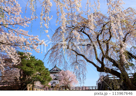 桜満開の爽やかな朝を迎えた弘前城 天守閣 青森県 桜満開の爽やかな朝を迎えた弘前城 天守閣 青森県 113967646