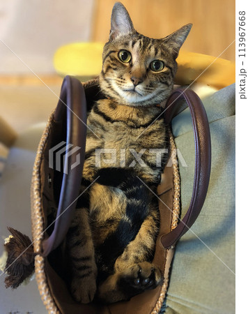 かばんの中に入るねこ 113967668