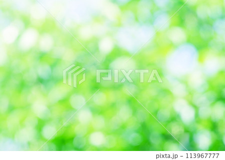 新緑 背景 新緑 背景 113967777