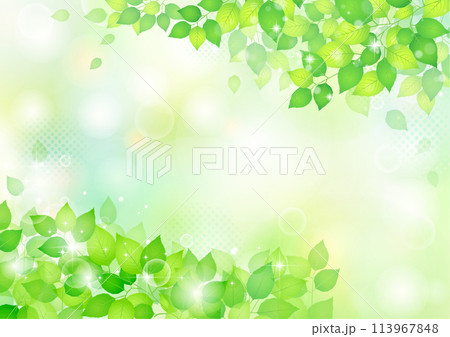 爽やかな新緑フレーム 背景 爽やかな新緑フレーム 背景 113967848