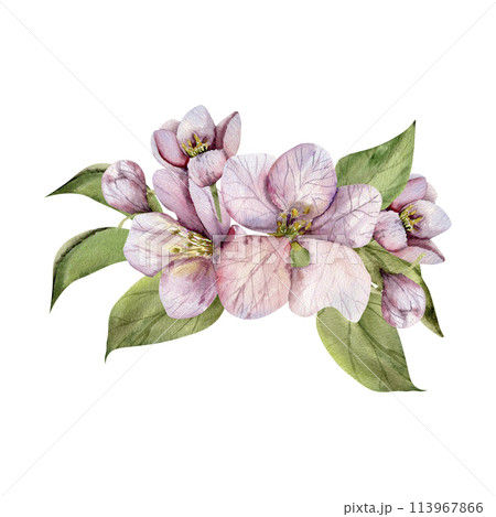 Apple tree blossom flowers with green leaves watercolor illustration. Hand drawn spring floral composition, botanical pink elements for wedding, invitation decor, product packing design Apple tree blossom flowers with green leaves watercolor illustration. Hand drawn spring floral composition, botanical pink elements for wedding, invitation decor, product packing design 113967866
