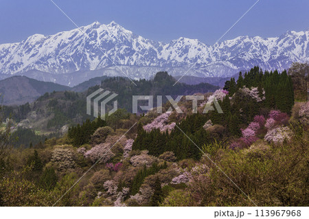 長野県小川村から二反田の桜との北アルプス 113967968