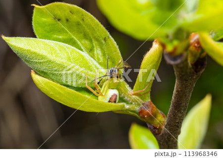 蜂を捕食するハナグモ 113968346