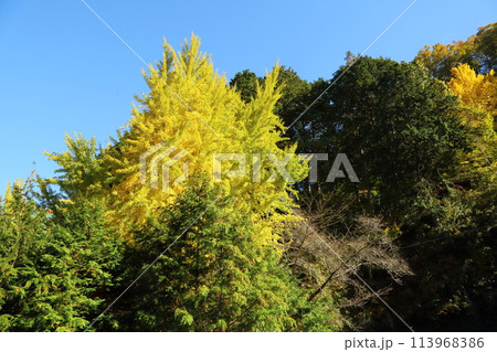 本瀧寺のイチョウの黄葉 本瀧寺のイチョウの黄葉 113968386