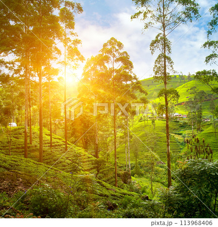 Tea plantation on the slopes of the mountains and a beautiful sun rise. Sri Lanka 113968406