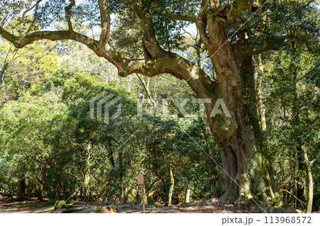 イチイガシの巨樹　春日大社　鷺原道　奈良県 113968572