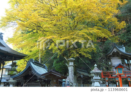 紅葉の本瀧寺 113968601