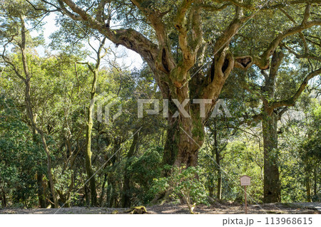 イチイガシの巨樹　春日大社　鷺原道(さぎはらみち)　奈良県 113968615