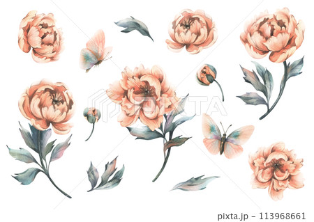Delicate flowers, buds and leaves of peach and pink peonies with butterflies in a trendy color and vintage style. Hand drawn watercolor illustration. Set of elements isolated from background. 113968661