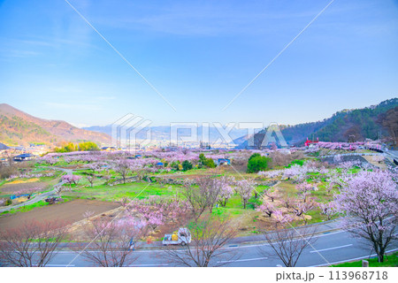 朝を迎えたあんずの里【千曲市】 朝を迎えたあんずの里【千曲市】 113968718