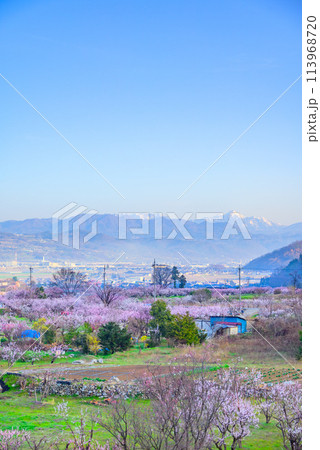 朝を迎えたあんずの里【千曲市】 113968720