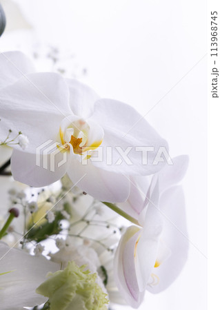 胡蝶蘭　アレンジ　縦（11） 113968745