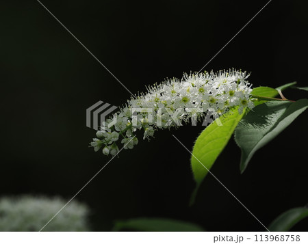 満開のウワミズザクラの花 満開のウワミズザクラの花 113968758