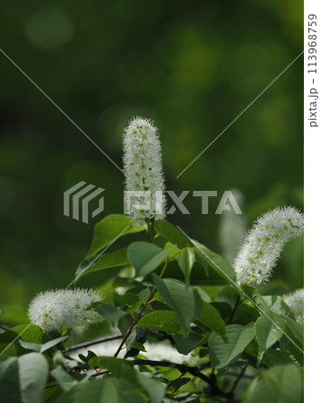 満開のウワミズザクラの花 満開のウワミズザクラの花 113968759
