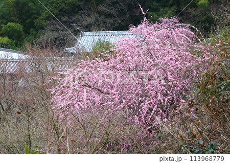 八木のしだれ梅 八木のしだれ梅 113968779