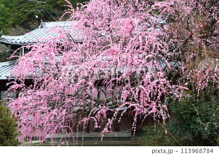 八木のしだれ梅 113968784