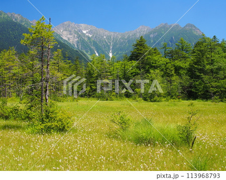 夏の田代湿原と穂高連峰 113968793