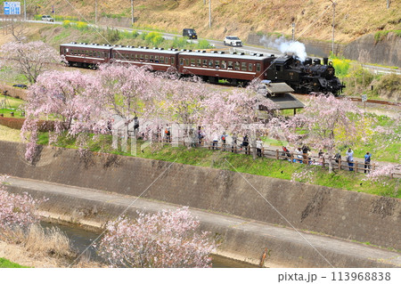 SLもおか号「桜咲く道の駅もてぎ内からSLを見送る人々」 113968838