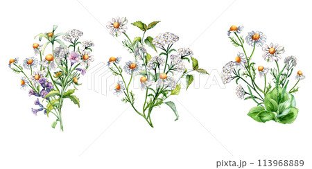 Set of meadow medicinal flower watercolor illustration isolated on white. Bunch floral herbs in botanical style. Plantain, chamomile, nettle, achillea millefolium hand drawn. Design for package 113968889