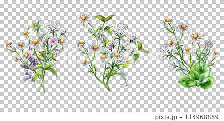 Set of meadow medicinal flower watercolor illustration isolated on white. Bunch floral herbs in botanical style. Plantain, chamomile, nettle, achillea millefolium hand drawn. Design for package 113968889