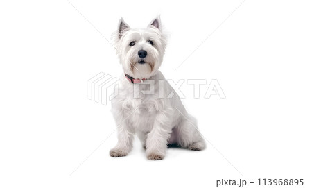 犬(ウエスト・ハイランド・ホワイト・テリア) 113968895